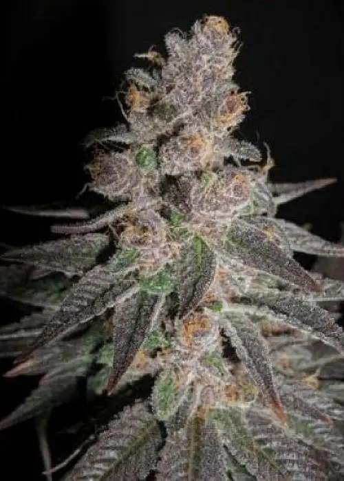 Flo by DJ Short, Photoperiod cannabis strain