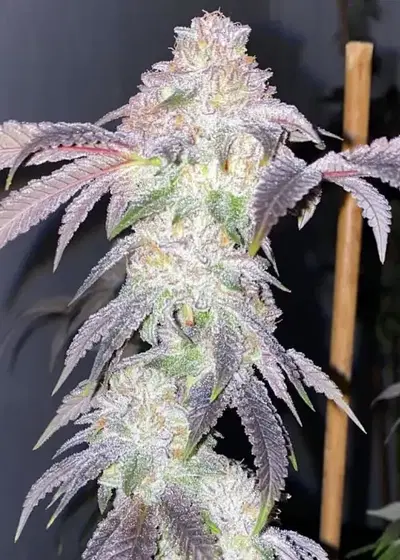 Florida Freeze by Dungeons Vault Genetics, Photoperiod cannabis strain