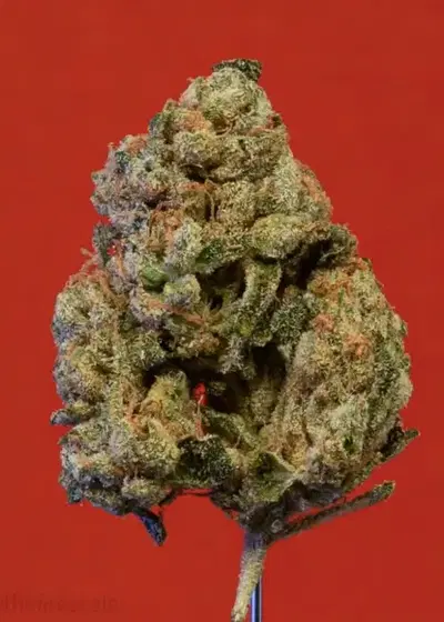 Florida Sunrise by Jungle Boys, Photoperiod cannabis strain