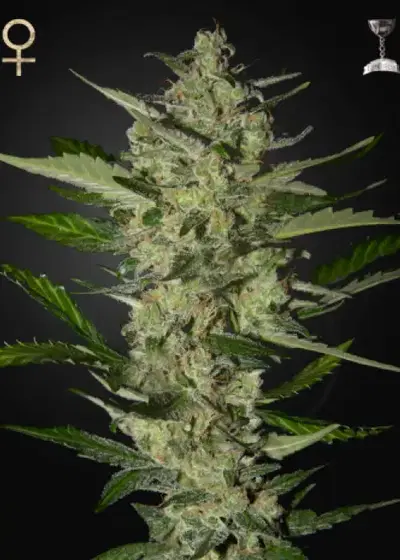 Flowerbomb Kush by Strain Hunters, Photoperiod cannabis strain