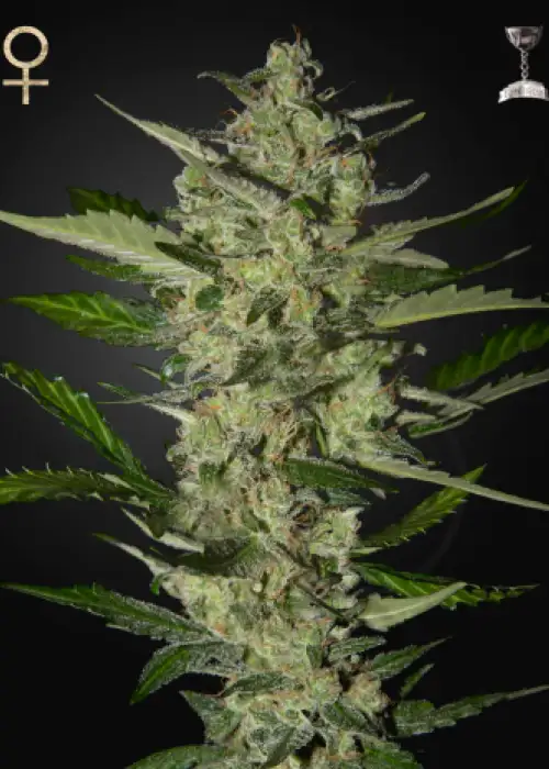 Flowerbomb Kush by Strain Hunters, Photoperiod cannabis strain