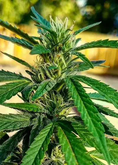 Fluff's Travels by The Bank Genetics, Photoperiod cannabis strain