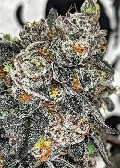 Foam by Umami Seed Co, Photoperiod cannabis strain