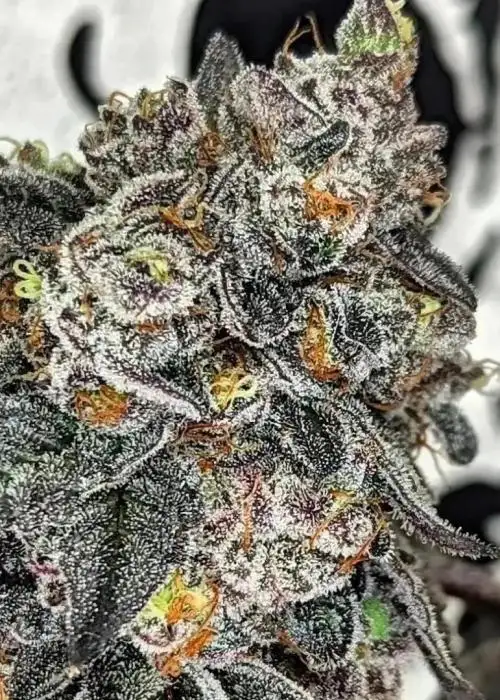 Foam by Umami Seed Co, Photoperiod cannabis strain