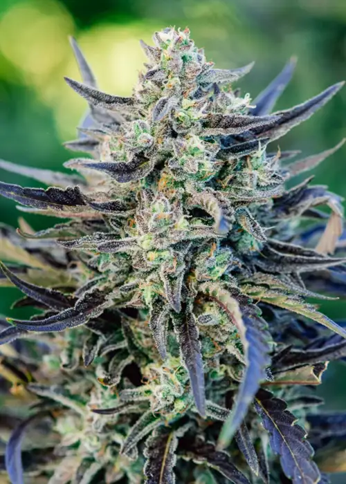 Fog Dog by Atlas Seed, Autoflower cannabis strain