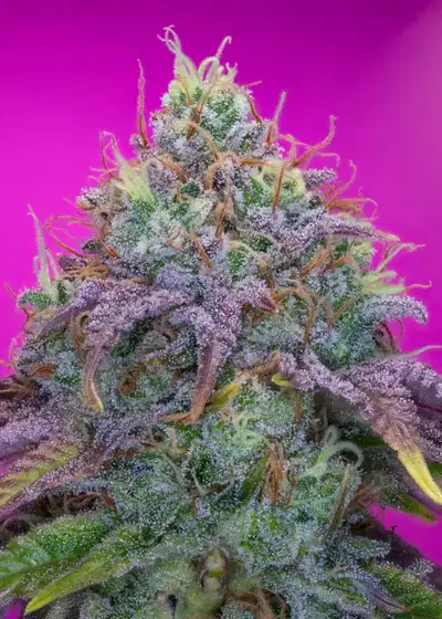 Forbidden Fruit Cake by Pure Instinto, Photoperiod cannabis strain