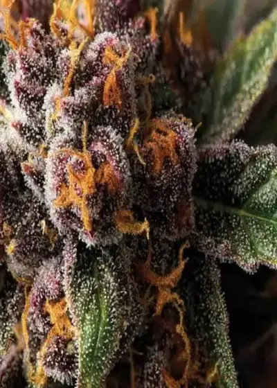 Forbidden Fruit Feminized by Niagara Seed Bank, Photoperiod cannabis strain