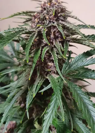 Forbidden Fruit S1 by Humboldt CSI, Photoperiod cannabis strain