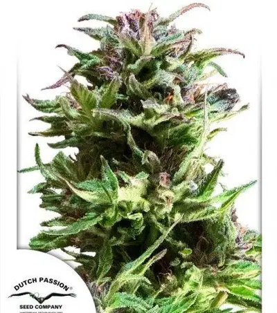 Forest Dream cannabis strain