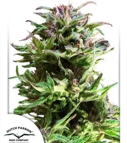 Forest Dream by Dutch Passion, Photoperiod cannabis strain