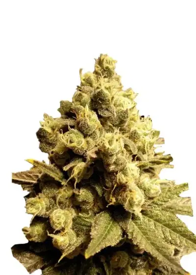 Forida OG by Cannabiorganic genetics, Photoperiod cannabis strain