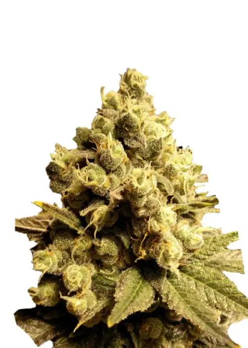 Forida OG by Cannabiorganic genetics, Photoperiod cannabis strain