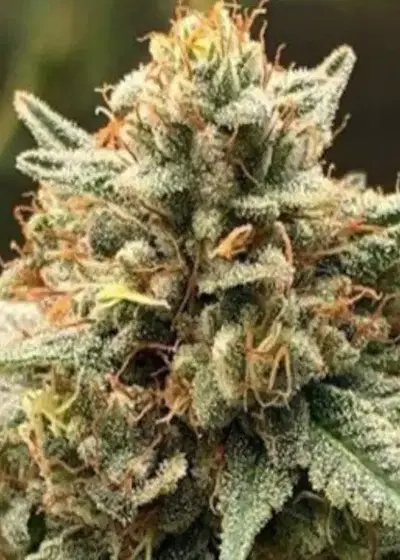 Formula One by Aficionado Seed Collection cannabis strain