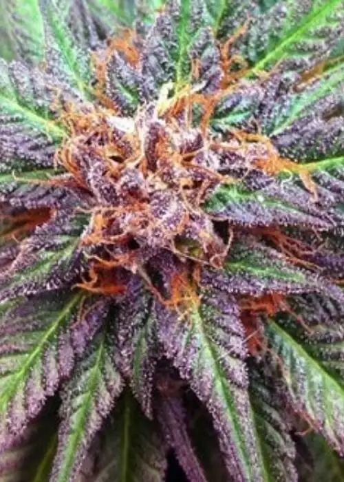 Forum Runtz Cake Auto by Purple Caper Seeds, Autoflower cannabis strain