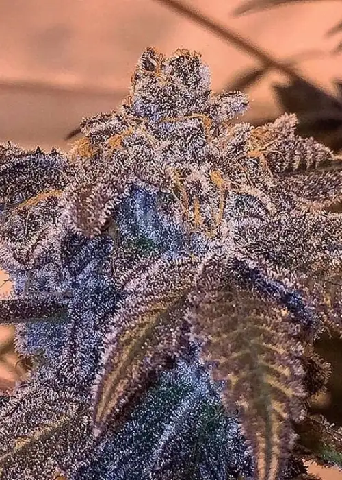 Foul Mouth by Dungeons Vault Genetics, Photoperiod cannabis strain