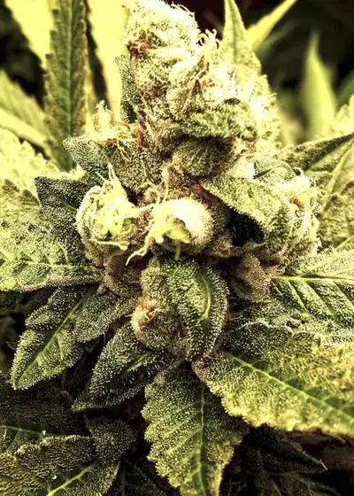 Fractal by Divine Seeds, Photoperiod cannabis strain