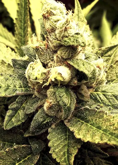 Fractal by Divine Seeds, Photoperiod cannabis strain