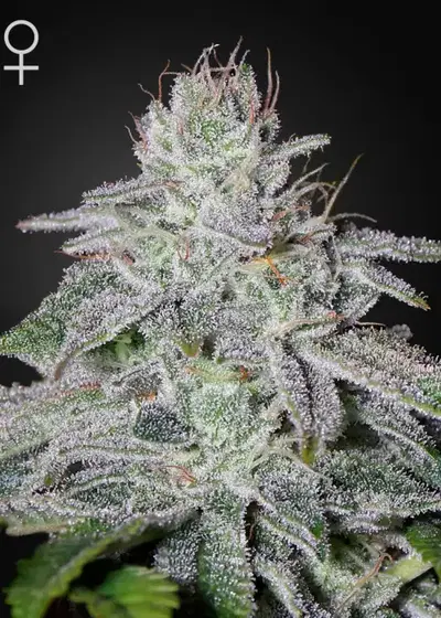 Francos Lemon Cheese by Strain Hunters, Photoperiod cannabis strain