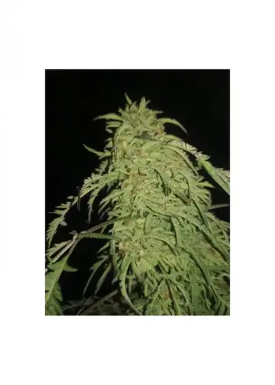 Freakshow IBL by 7 East Genetics, Photoperiod cannabis strain