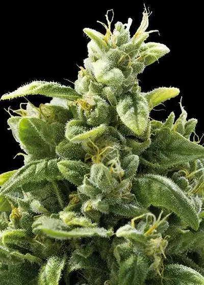 Freedom Cheese by Freedom Seeds, Photoperiod cannabis strain