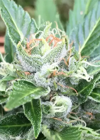 Freeze Berry Auto by Big Head Seeds, Autoflower cannabis strain