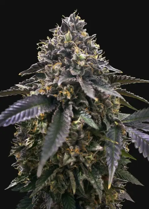 French Macaron by T.H.Seeds, Photoperiod cannabis strain