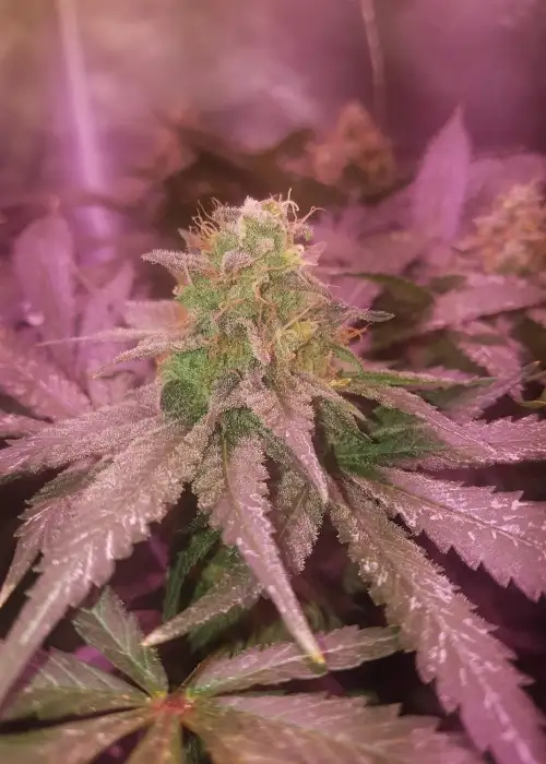 Frencheese by French Touch Seeds, Photoperiod cannabis strain