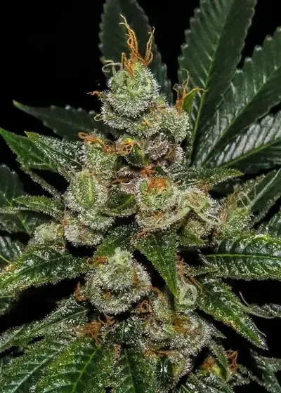 Fresas con Crema by Black Tuna Seeds, Photoperiod cannabis strain