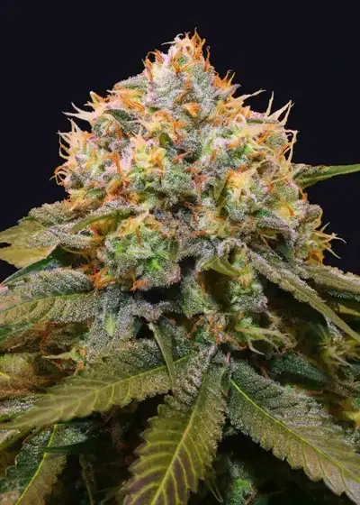 Fresh Cantaloupe by The Grateful Seeds, Photoperiod cannabis strain