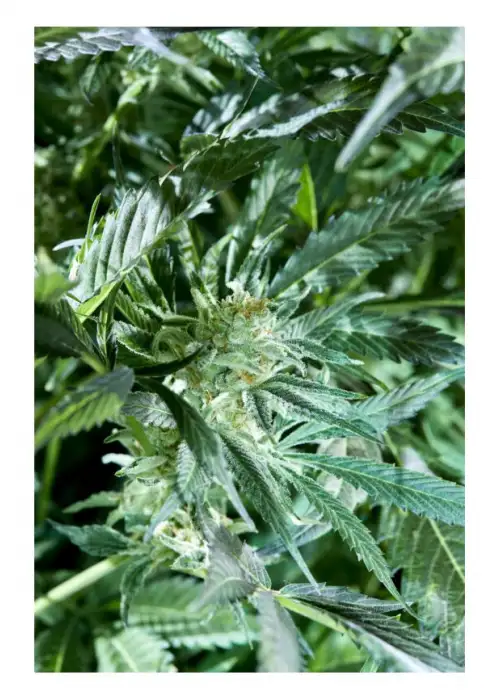Fresh Pressed Runtz by Purple City Genetics, Photoperiod cannabis strain
