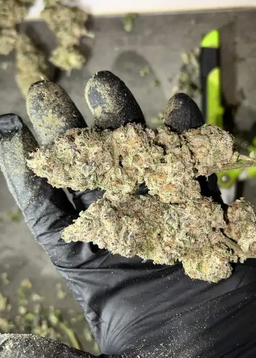 Fried Applez V2 by 3rd Coast Genetics, Photoperiod cannabis strain