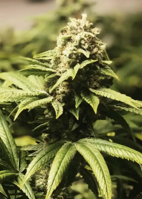 Frisco OG by Norstar Genetics, Photoperiod cannabis strain