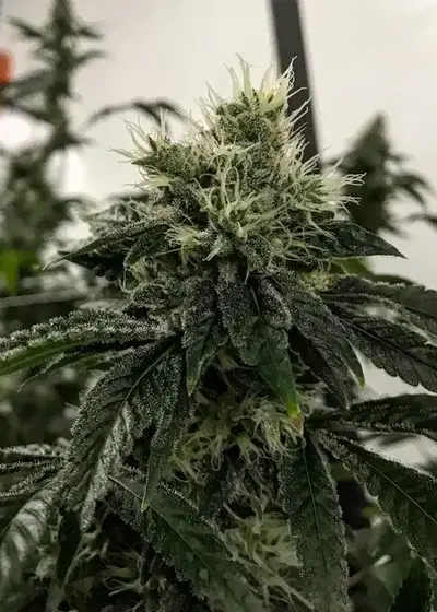 Frisco Snaps by Norstar Genetics, Photoperiod cannabis strain