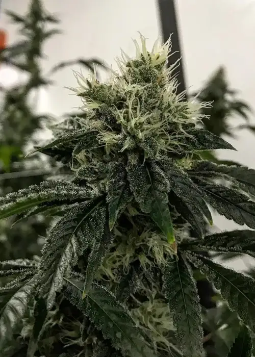 Frisco Snaps by Norstar Genetics, Photoperiod cannabis strain