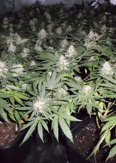 Fromage Blue by Pheno Finder Seeds, Photoperiod cannabis strain