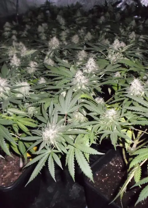 Fromage Blue by Pheno Finder Seeds, Photoperiod cannabis strain