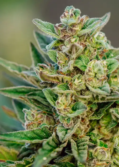 Froot by the Foot by Atlas Seed, Autoflower cannabis strain