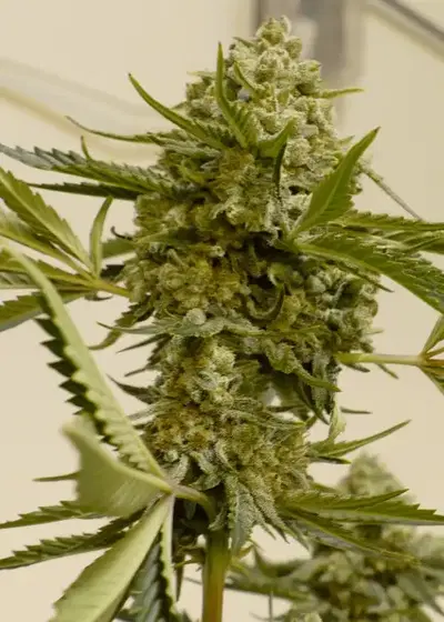Froot Fuel Bx1 by Speedrun Seeds, Autoflower cannabis strain