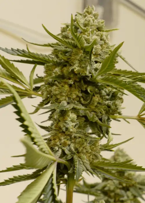 Froot Fuel Bx1 by Speedrun Seeds, Autoflower cannabis strain