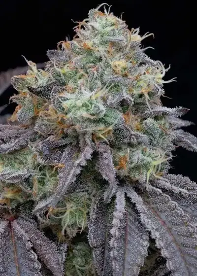 Frootz by Grounded Genetics, Photoperiod cannabis strain