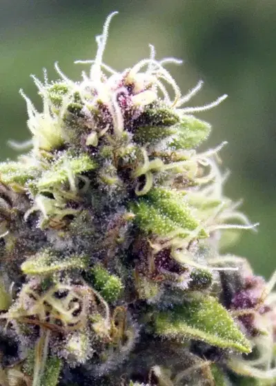 Frost Bomb by Relentless Genetics, Photoperiod cannabis strain