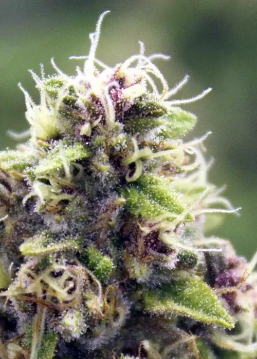 Frost Bomb by Relentless Genetics, Photoperiod cannabis strain