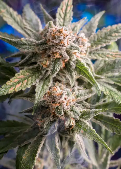 Frost Boss by Homegrown Natural Wonders, Photoperiod cannabis strain