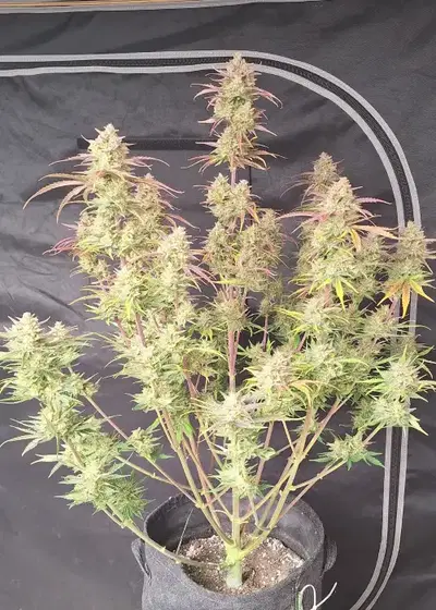 Frostbanger Auto™ by Fast Buds, Autoflower cannabis strain