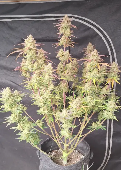Frostbanger Auto™ by Fast Buds, Autoflower cannabis strain