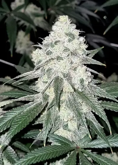 Frosted Biscotti by SinCity Seeds, Photoperiod cannabis strain