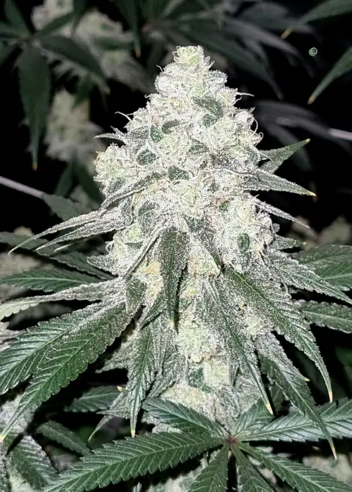 Frosted Biscotti by SinCity Seeds, Photoperiod cannabis strain