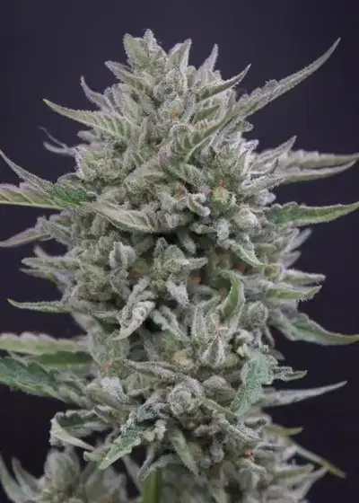 Frosted Cherry’Os F2 by Speedrun Seeds, Autoflower cannabis strain