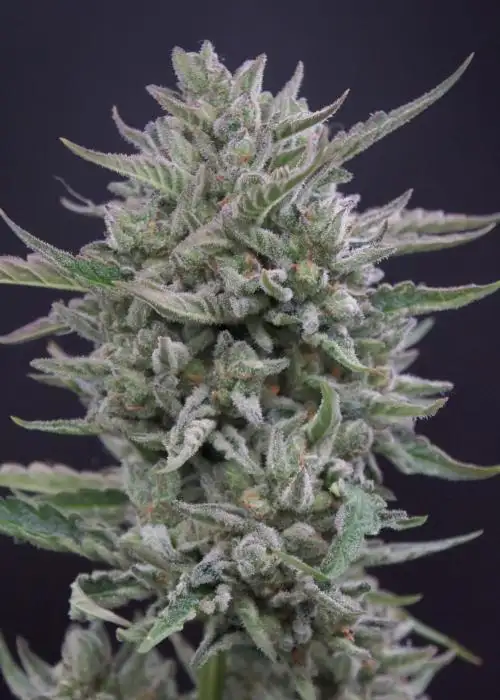 Frosted Cherry’Os F2 by Speedrun Seeds, Autoflower cannabis strain