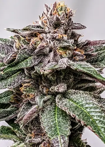 Frosted Froyo by Umami Seed Co, Photoperiod cannabis strain